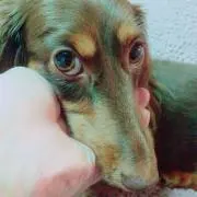 そにゃん