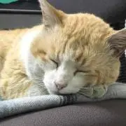みーしゃの画像