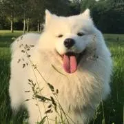 ピクルスの画像