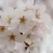 さくらららの画像