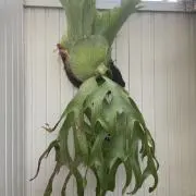 らららの画像