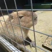 翔の画像
