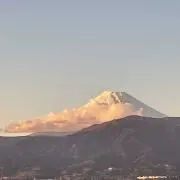 つばきの画像