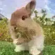 ホワイト なな　迅速配送の画像