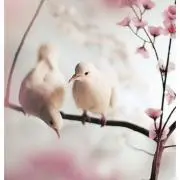 よぴの画像