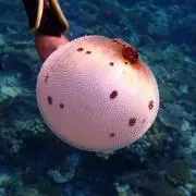 こな