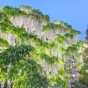みとん【7/7-19発送不可】の画像