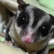 もも