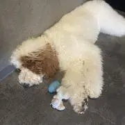 Kの画像