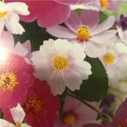 フラワー