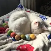 しらたま