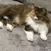 でんまんじろう先生