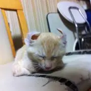 lov0lの画像