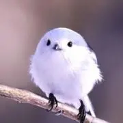 たいちゃんの画像