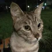 しげねこ