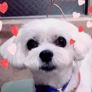 ちぃろんの画像
