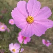 小真の画像