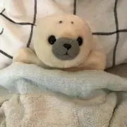 あざらし