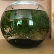 日向