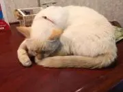 ひみにゃん