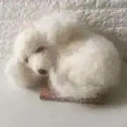 TOMO【オーダー受付中】の画像
