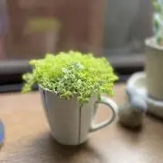 ✻いちぢく✻の画像