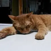 もちねこの画像