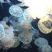 しろの画像