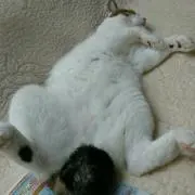 もも
