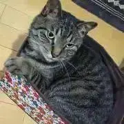 キチの画像