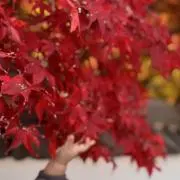 レモン　プロフ読んでくださいの画像