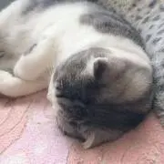 スコディッシュの画像