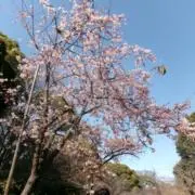 touの画像