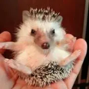 Sontaの画像
