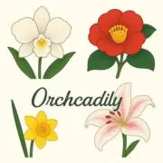 リユースショップOrcadilyの画像