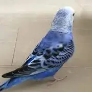 はるかんの画像
