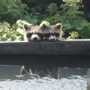 まめ&しばさん