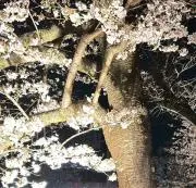 大福 ♥️プロフ必読の画像