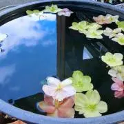 sumireの画像