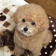 ポンの画像