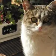 ななの画像