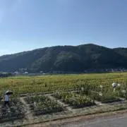 けんの画像