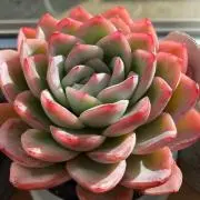 たにくにこの画像