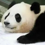 パンダフル