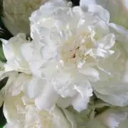 フラワー☆*
