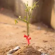トマト栽培者の画像