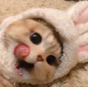 ＡＡＡの画像