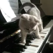 猫ふんじゃった♪※プロフ必読の画像