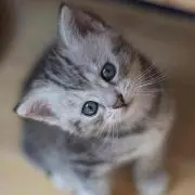 ヨピ