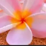 ちゃまの画像